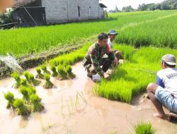 Babinsa Teras Aktif Membantu Poktan Ngudi Luhur Dalam Ketahanan Pangan