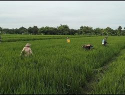 Babinsa Berperan Aktif Cegah Hama Meluas dengan Penyemprotan Padi