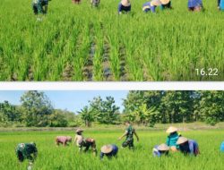 Babinsa Bantu Kelompok Tani Cabut Rumput Gulma Tanaman Padi