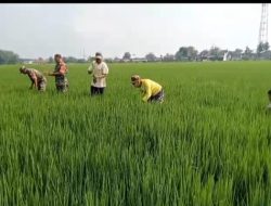 Babinsa Sukses Dampingi Petani Basmi Gulma, Tingkatkan Produktivitas Padi