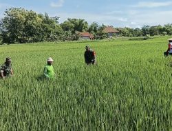 Babinsa Turun Sawah, Bantu Petani Semprot Hama Padi