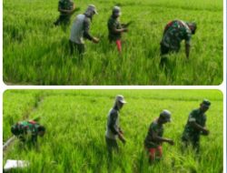 Babinsa Basmi Rumput Liar, Padi Petani di Karangudi Tumbuh Subur