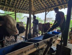 Dukung Ketahanan Pangan Sektor Peternakan, Babinsa Kadipiro Sambangi Peternakan Sapi, Berikan Motivasi Dan Semangat Kerja