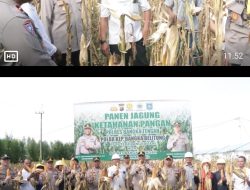 Polres Bangka Tengah Panen Jagung Bersama di Desa Belilik, Dukung Ketahanan Pangan Daerah