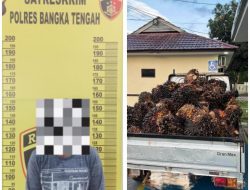 Polres Bangka Tengah Ungkap Kasus Pencurian TBS Sawit di Desa Cambai Selatan, Satu Pelaku Diamankan
