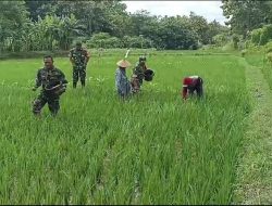 Babinsa Dampingi Petani, Pastikan Pemupukan Tepat dan Maksimalkan Hasil Panen