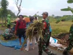 Babinsa Bantu Warga Panen, Wujud Dukung Ketahanan Pangan