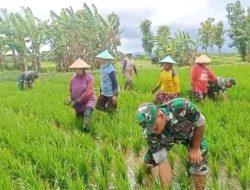 Optimalkan Kesuburan Padi, Babinsa Lakukan Pembersihan Gulma di Sawah Poktan Sri Luwih