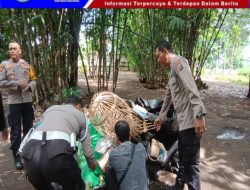 Tegas Berantas Perjudian Polisi Bongkar Lima Arena Sabung Ayam di Jember