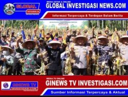 Panen Raya Jagung Kuartal II di Glenfalok Sukses Dilaksanakan