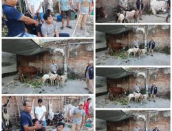 Hari Raya Idhul Adha 10 Dzulhijjah 1446 H, Media Cetak & Online GLOBAL INVESTIGASI NEWS Mendapatkan Bantuan Hewan Qurban Dari Kapolda Jatim & Kapolrestabes Surabaya