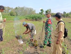 Babinsa Wonosegoro Bersinergi Basmi Hama Tikus Di Desa Lemah Ireng