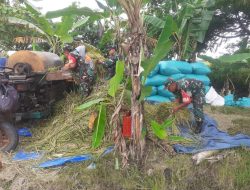 Babinsa Sukses Panen Raya Wujud Nyata Dukung Ketahanan Pangan