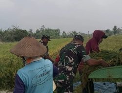 Babinsa Panen Raya Bergandengan Tangan Menuju Kemakmuran Petani