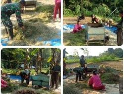 Hasil Panen Petani Klego Bagus Karena Bulir Padi Tak Roboh