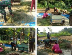 Hasil Panen Petani Klego Bagus Karena Bulir Padi Tak Roboh