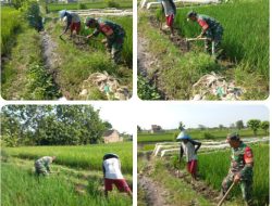 Gulma Menjadi Kendala Petani Yang Harus Disingkirkan