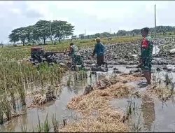 Babinsa Dampingi Petani Bajak Sawah Gotong Royong Menuju Swasembada Pangan