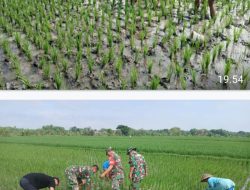 Babinsa Bergotong Royong Membersihkan Hama Rumput, Memberikan Kontribusi Dalam Meningkatkan Kesejahteraan Petani