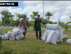 Babinsa Jajaran Kodim Loteng Memantau dan Mendampingi Kegiatan Para Petani
