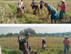 Gropyok Tikus, Babinsa Bersama Warga Desa Kemusu Lindungi Tanaman Padi