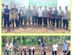 Polsek Limau Iptu Dedi Yanto, S.Pd Bersama Uspika, PPL. Pertanian, Kepala Pekon Badak Bersama Perangkatnya Berserta Gapoktan dan Masyarakat Petani, Menanam Jagung Serentak, Dukung Ketahanan Pangan