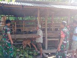 Babinsa Berbagi Informasi, Peternak Kambing di Gemolong Semakin Maju