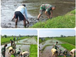 Babinsa Sawit Dampingi Petani Tanam Padi, Dukung Ketahanan Pangan Nasional