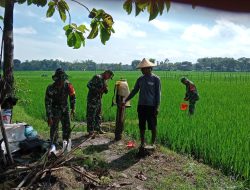 Babinsa Berperan Aktif Semprot Hama Walang Sangit, Selamatkan Panen Petani Di Kec. Sambungmacan