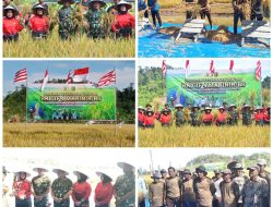 Brigif 4 Marinir/BS Gelar Panen Raya Padi Dukung Program Ketahanan Pangan dan Makan Gizi Gratis