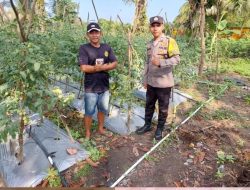 Cerita Brigadir Kateran Ajak Warga Binaannya Manfaatkan Lahan Tidur, Kini Sukses Panen Ratusan Kilogram Tomat