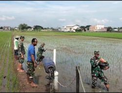 Babinsa Dampingi Petani, Sukseskan Pemupukan Padi