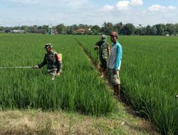 Antisipasi Serangan Hama, Babinsa Dampingi Petani Semprotkan Insektisida di Sawah