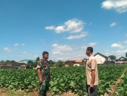 Babinsa Banyudono Ajak Petani Tembakau Semangat Berkarya