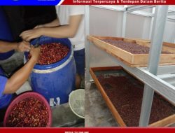 Rumah Produksi Kopi Berkelas Internasional Di Jember Dengan Biji Biji Kopi pilihan Dan Berkualitas