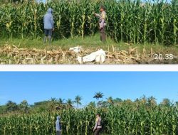 Pantau Tanaman Jagung, Bhabinkamtibmas Kecamatan Buer Sumbawa Dukung Ketahanan Pangan