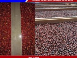 Rumah Produksi Kopi Berkelas Internasional Di Bintoro Jember Dengan Biji Biji Pilihan