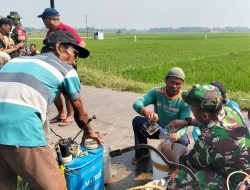 Babinsa Nogosari Dampingi Petani Kendalikan Serangan Hama Wereng