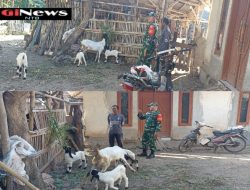 Babinsa Sasake Sertu Suparman Pantau Peternak Kambing Mewujudkan Swasembada Pangan