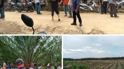 “HGU PT. SOCFINDO Proses Pembaharuan Izin, Beberapa Warga Di Simpangkanan Pasang Patok Kayu?!”