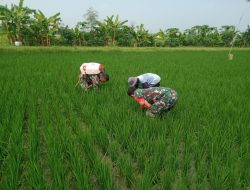 Babinsa Dampingi Petani Cabuti Gulma, Antisipasi Gagal Panen