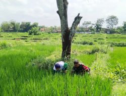 Babinsa Mojosongo Turun ke Sawah, Dukung Petani Basmi Gulma Demi Panen Melimpah