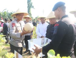 Brimob Polda Jatim Panen Melon dan Semangka, Dukung Program Ketahanan Pangan Nasional