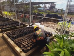 PT. BMS Gencarkan Pembibitan dan Penghijauan Area Smelter dan Sekitarnya.