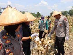 KAPOLRES KENDAL, KEGIATAN PANEN JAGUNG SERENTAK KUARTAL 3 TAHUN 2025 PETANI DAN PROGRAM KETAHANAN PANGAN NASIONAL