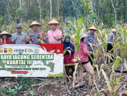 Polsek Blambangan Umpu Panen Jagung Serentak Kuartal III di Tanjung Mas