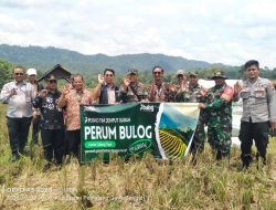 Koramil 11/Belik Dampingi Bulog Serap Gabah Petani di Desa Kalisaleh