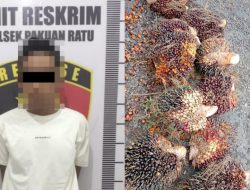Polsek Pakuan Ratu Ringkus Pelaku Curat Tanda Buah Sawit di PT. BNIL Blok 2