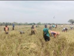 Babinsa Bantu Panen Padi, Ringankan Pekerjaan Petani