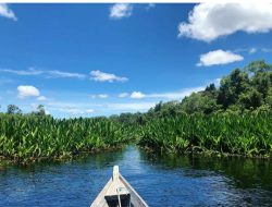 Demi Tingkatlan Ekonomi Melalui Wista Rawa Singkil, Rombongan Bupati, Tumpangi Perahu Sampan Mesin Robin
